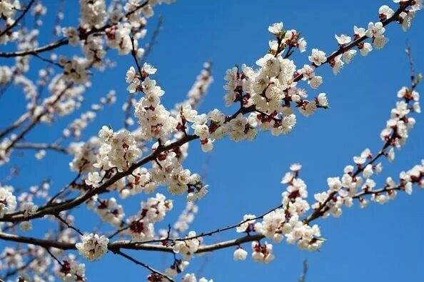 ул весны 6 красноярск. воробей пухленький весна картинки. крокус шафран весенний белый. ул весны красноярск. башня взлётка красноярск.