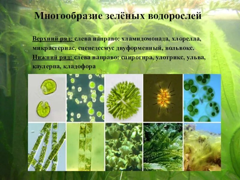 Разнообразие водорослей биология. Улотрикс спирогира Ульва. Разнообразие зеленых водорослей. Многообразные водоросли зеленые. Водоросли 6 класс биология.