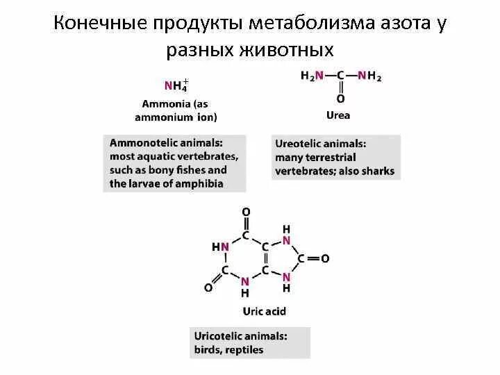 Замедление метаболизма у животных. Замедление метаболизма у животных