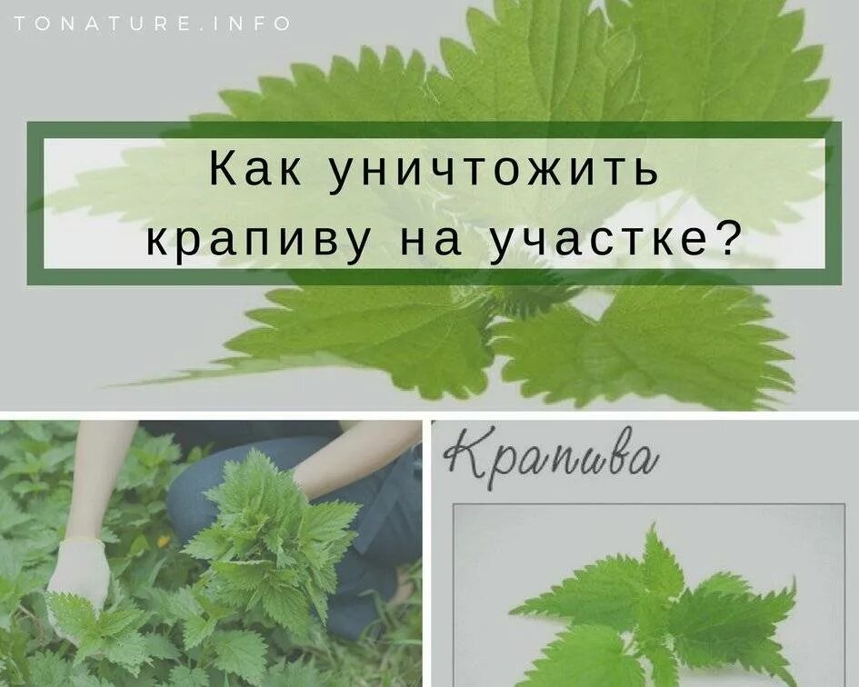 Крапива на участке. Средство от крапивы на участке. Отрава от крапивы. Средство от крапивы на огороде.