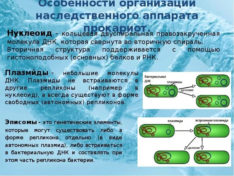 Особенности генетического аппарата бактерий. Строение генетического аппарата микроорганизмов. Автономный репликон бактерий. Структура генетического аппарата бактерий. Организация наследственной информации