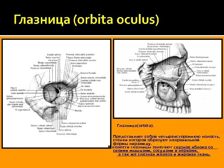 Края глазницы. Костные стенки глазницы анатомия. Медиальная стенка глазницы анатомия. Глазница анатомия Синельников. Строение глазницы анатомия человека.