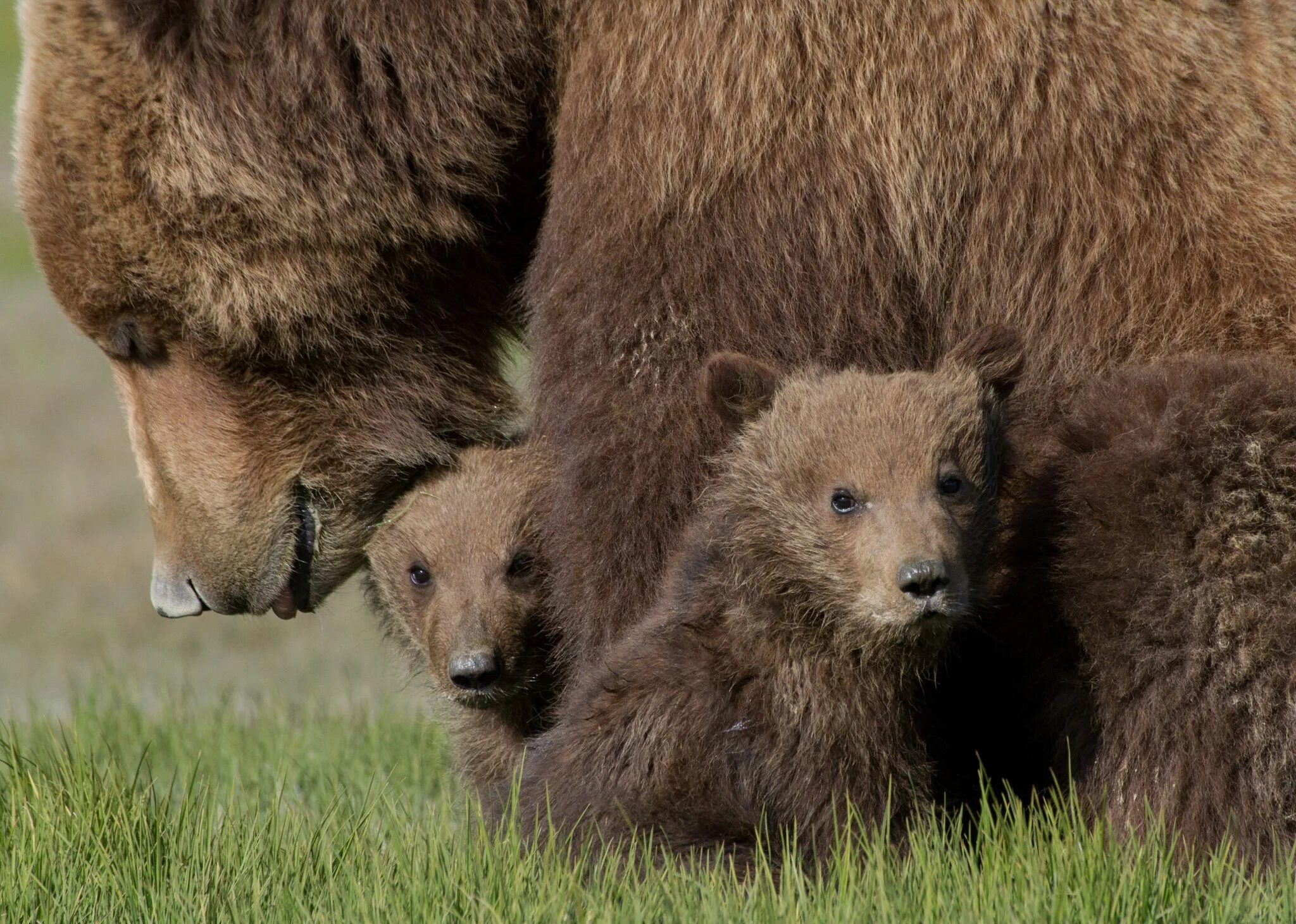 Медведь на болоте. Bear with us. Бурый медведь. Снимки сергея горшкова. Животные медведь гризли.