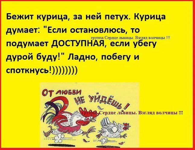 Петух думал. Убежать анекдот. Анекдот про петуха. Анекдот про курицу. Анекдот про курицу и петуха.