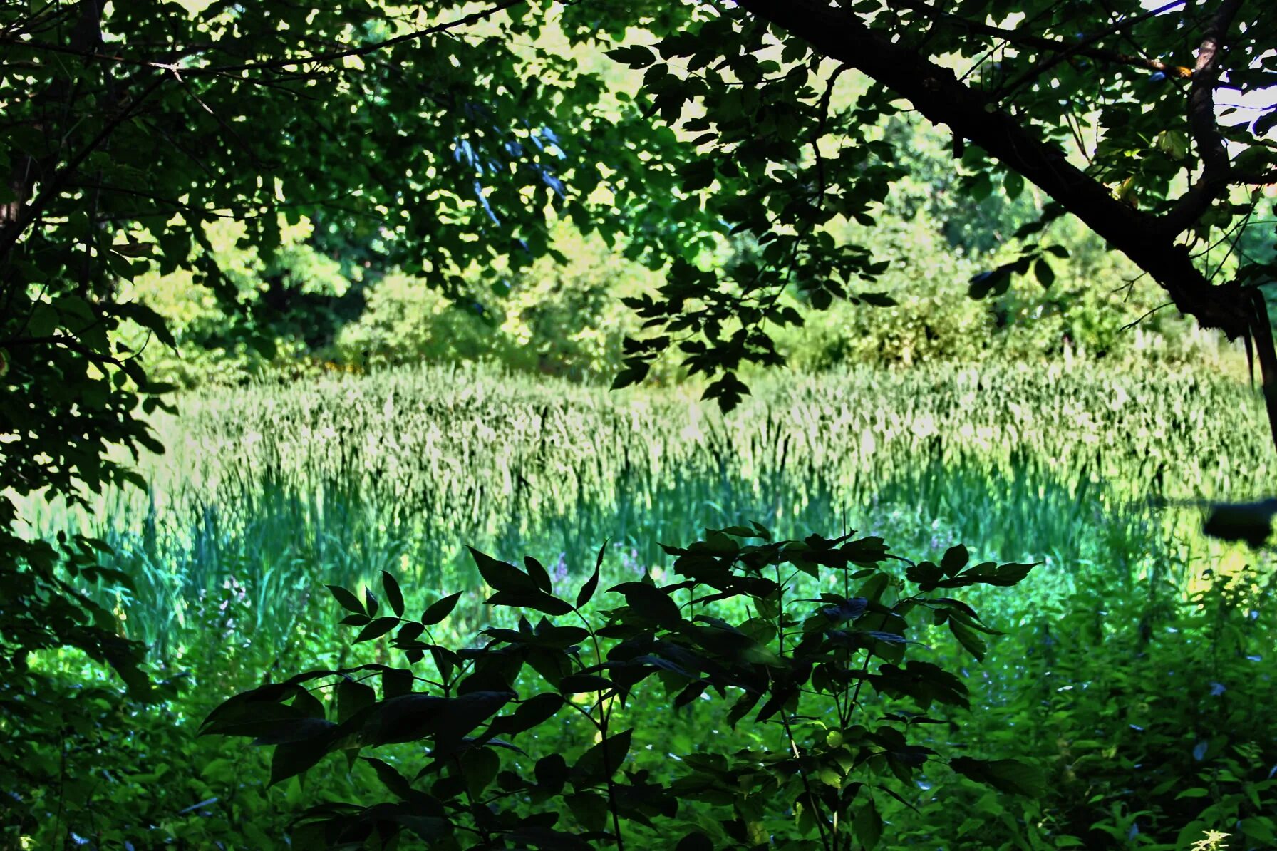 сады раздолье