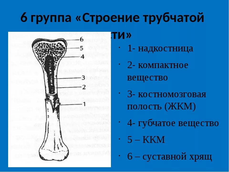 Строение длинной трубчатой кости анатомия. Схема строения трубчатой кости человека биология 8 класс-. Нарисуйте схему строения трубчатой кости. Строение трубчатой кости биология 8 класс. Костномозговая полость кости