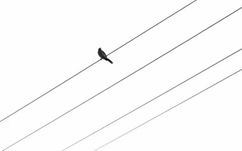 Bird on a wire