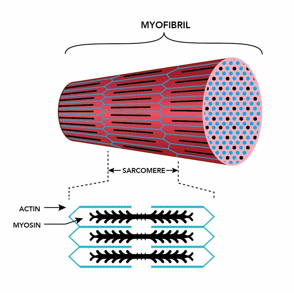 Саркомера мышечного волокна. Миофибриллы актин миозин. Мышечные волокна миофибрилла схема. Строение мышцы миофибриллы. Строение мышечной ткани миофибриллы.