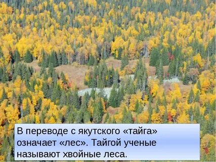 Что значит тайга