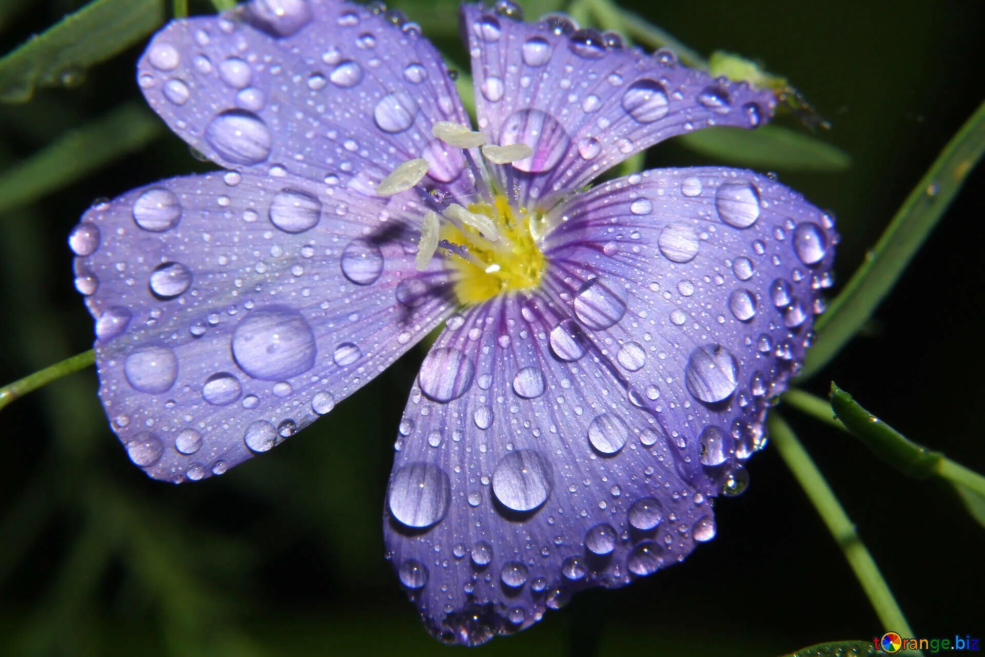 Drop flowers. Капелька на цветке. Цветы с капельками воды. Роса на цветах. Цветы в росе.