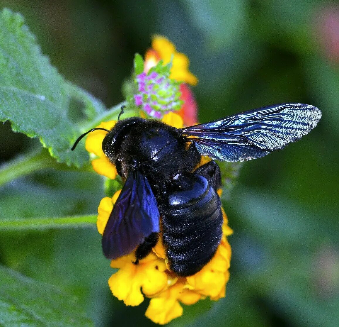 Как называется шмель. Шмель-плотник фиолетовый( xylocopa violacea ). пчела-плотник xylocopa valga. пчела-плотник xylocopa valga gerstaecker, 1872. xylocopa caerulea - пчела.