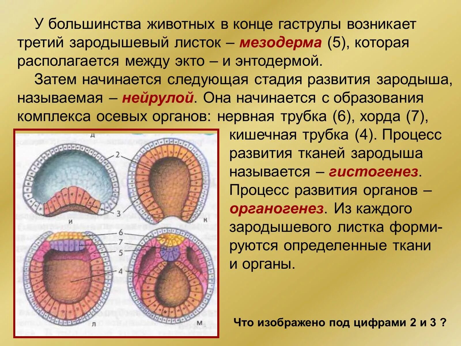 Три зародышевых слоя