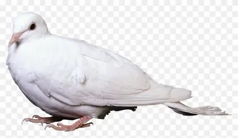 Белый голубь пнг