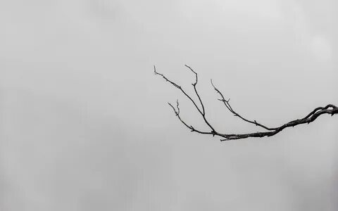 Empty branch
