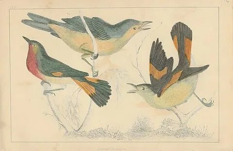10 birds