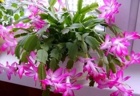 Рождественник уход