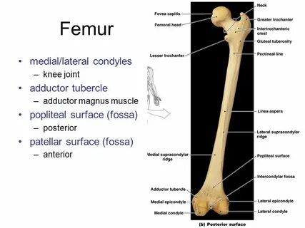 Femur