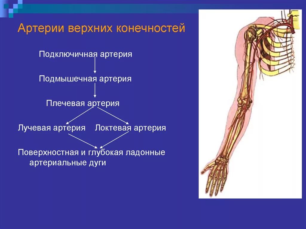 Схема кровоснабжения верхней конечности. Схема артериального кровотока верхней конечности. 1. Кровоснабжение верхней конечности. Схема ветвления артерий верхней конечности. Кровообращение верхней конечности