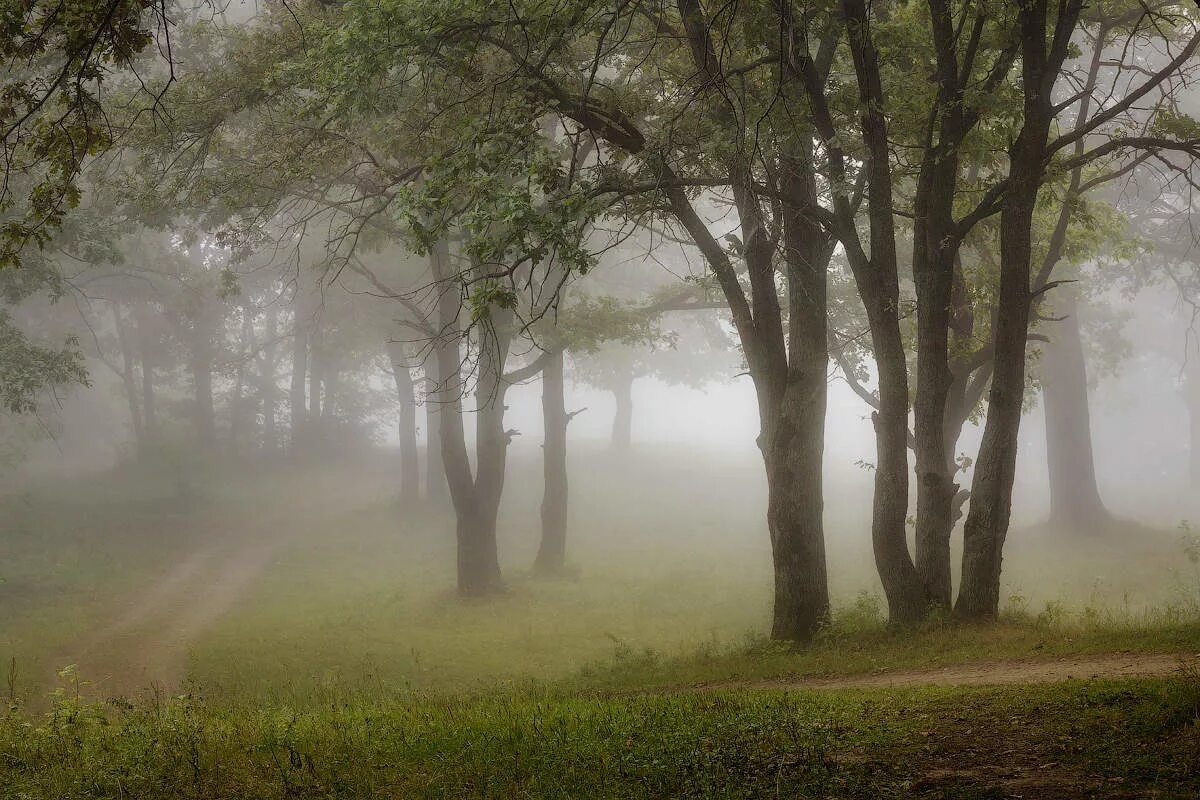 Лес туман лето. Утренний туман. Летний лес в тумане. Туман в лесу летом. Летние туманы.