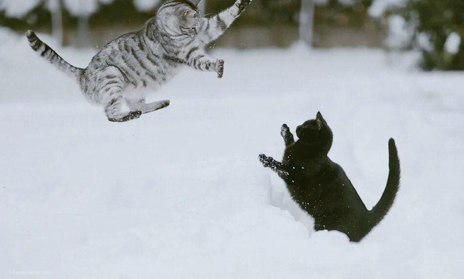 Два кота бегут. Кот в снегу. Снежные коты. Кот в сугробе. Кот прыгает.