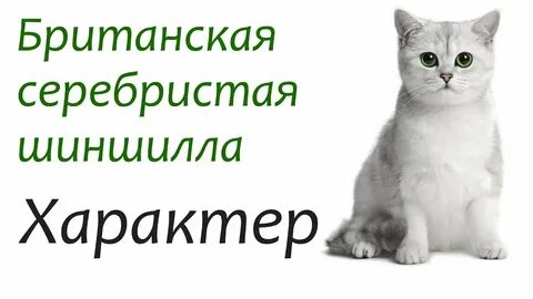 Шиншилла характер