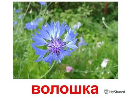 Буквы василек