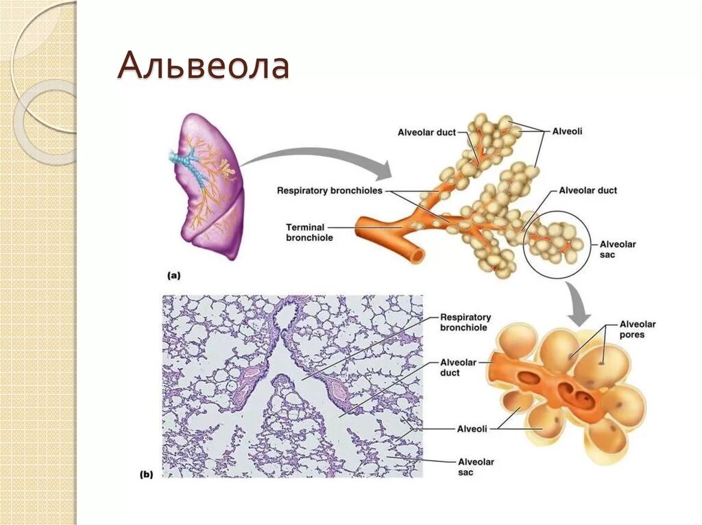 Область альвеол. Альвеолы это лёгочные пузырьки. альвионы. строение легочных пузырьков. капилляры альвеол.