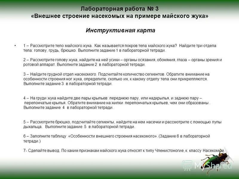 Картинка майского жука для лабораторной работы Happy-laser.ru