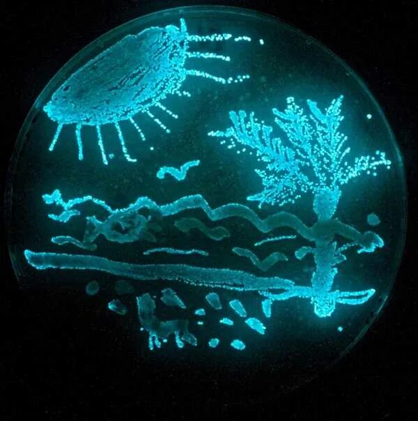 Бактерии пресной воды. Бактерии. Бактерии арт. Микроорганизмы. Микробиология.