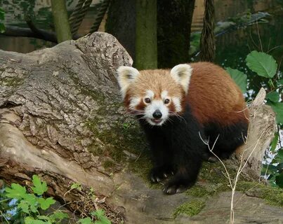 Wild pandas