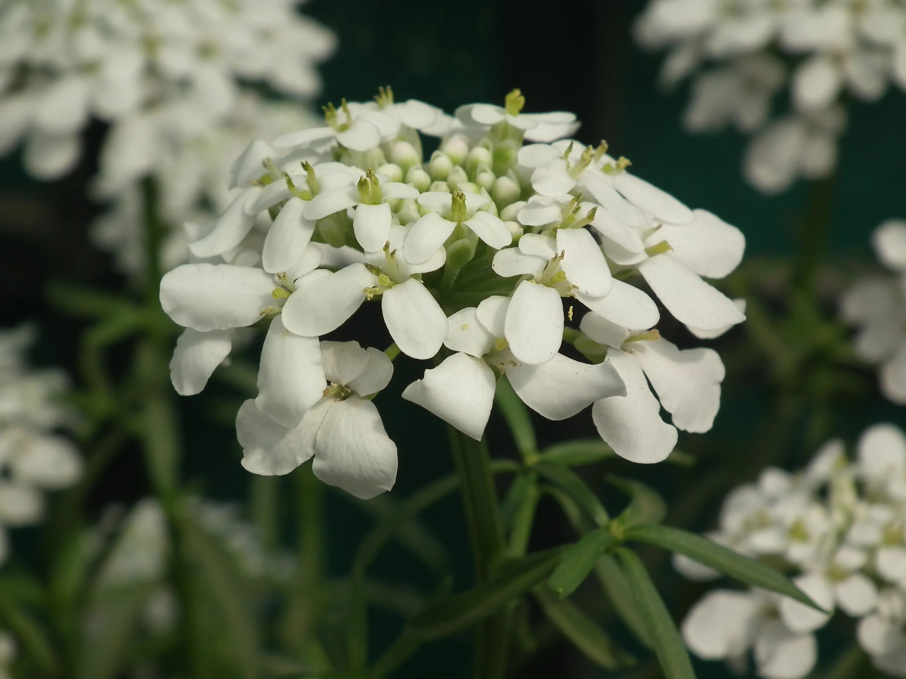 Иберис iberis sempervirens whistler. Iberis страна. Иберис гибралтарский. Иберис гомеопатия. Iberis страна.