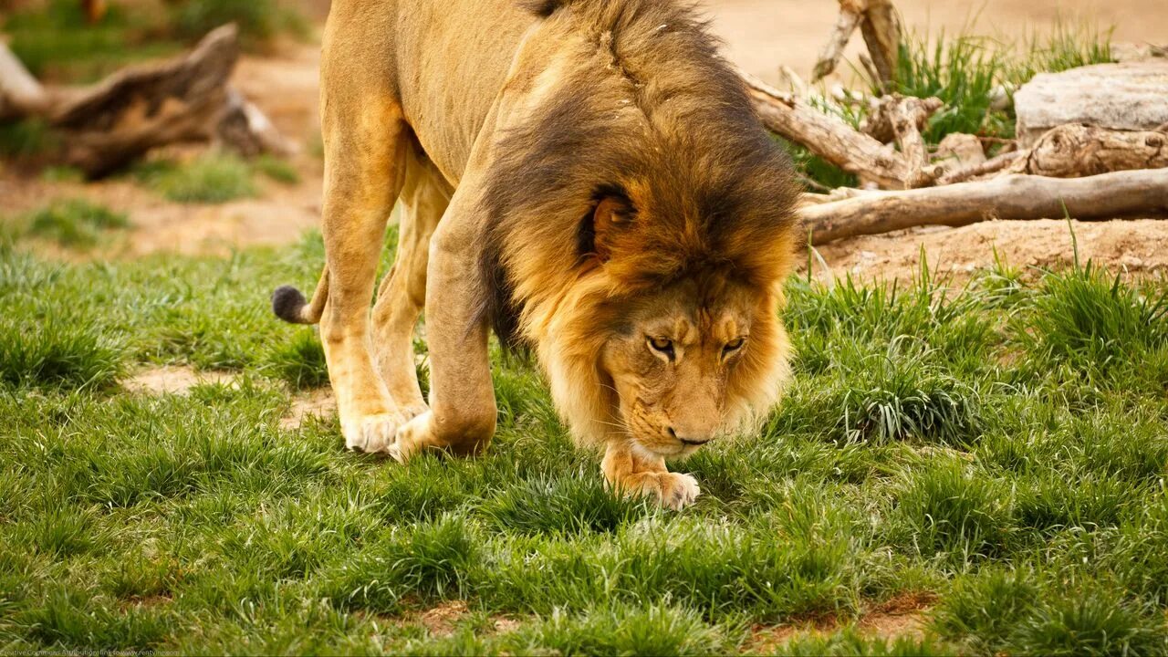 Лев в следующем году. Denver Zoo Денвер. Лев животное. Картинки Львов. Лев в зоопарке.