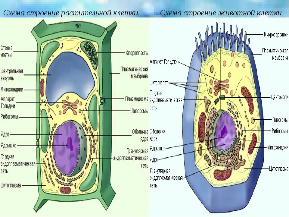 Включения растительная клетка растительный организм. Схема строения растительной клетки. Схема растительной и животной клетки. Строение растительной клетки структура клетки. Схема строения клетки животного и растения.