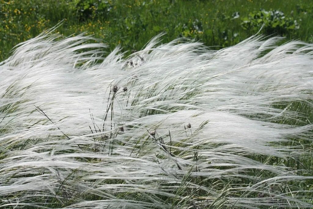 Ковыль волнистый. Ковыль сибирский. Ковыль волосатик stipa capillata. Ковыль перистый плод. Ковыль засушенный.
