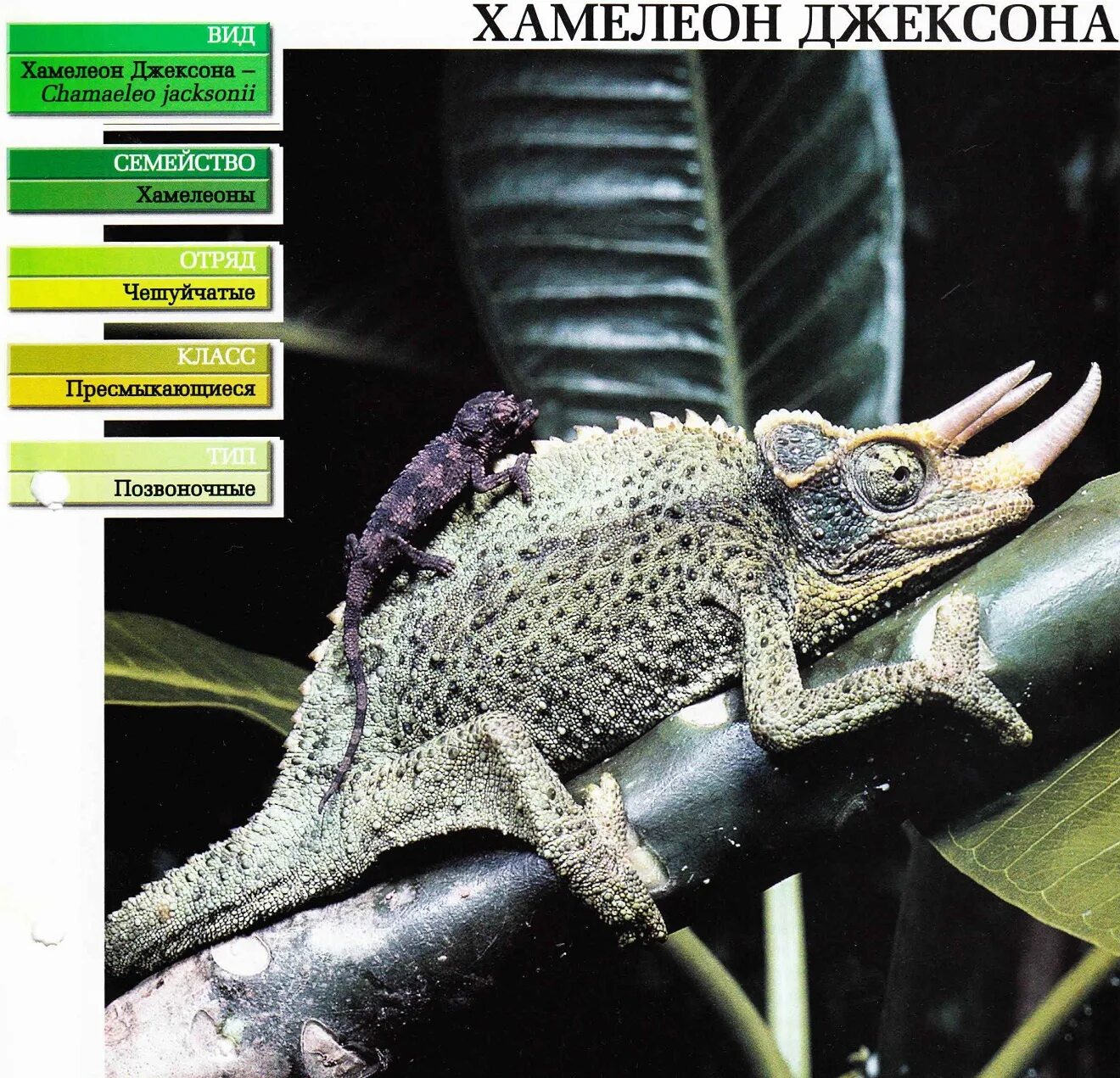 Представители хамелеонов. Ящерица хамелеон Джексона. Хамелеон Джексона ДЕАГОСТИНИ. Хамелеон Джексона самка. Хамелеон Джексона саванны.