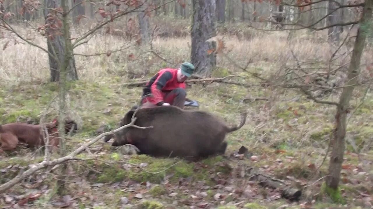 Нападения диких