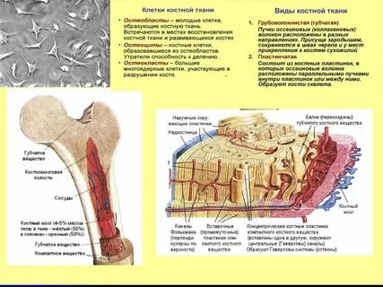 Закончите предложение кости образованы тканью