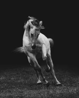 Dancing horses
