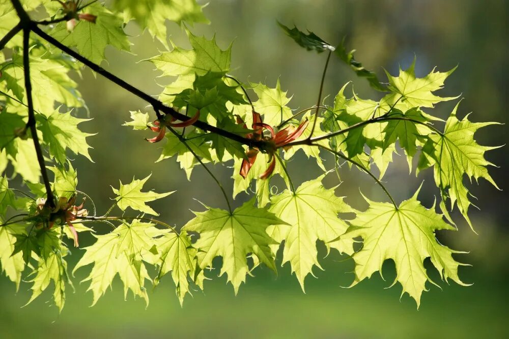 Acer rubrum &s;Autumn Blaze&s; Freeman maple Autumn Blaze Trees/RHS