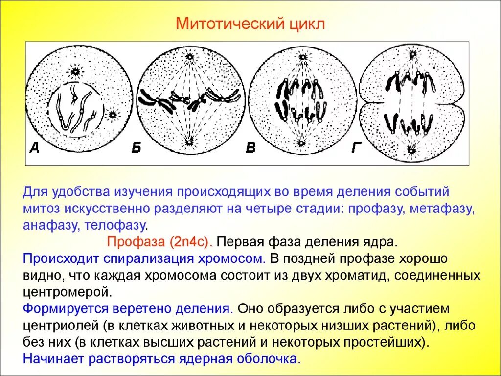 Растворение оболочки ядра происходит в. Фаза митоза события фазы. Фазы деления митоза. Клеточный митотический цикл периоды. Митотический цикл жизненный цикл митоз.