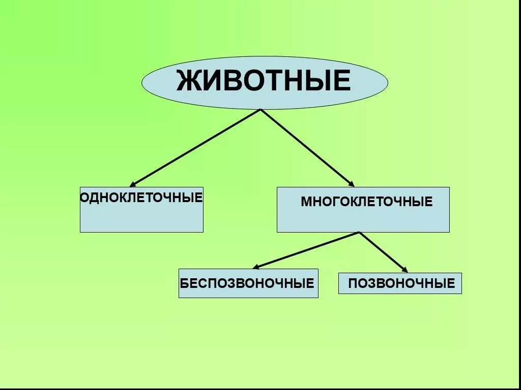 Урок 3 класс разнообразие животных презентация. Одноклеточные многоклеточные беспозвоночные позвоночные животные. разнообразие животных схема 3 класс. одноклеточные животные 3 класс окружающий мир. одноклеточные и многоклеточные животные 3 класс.