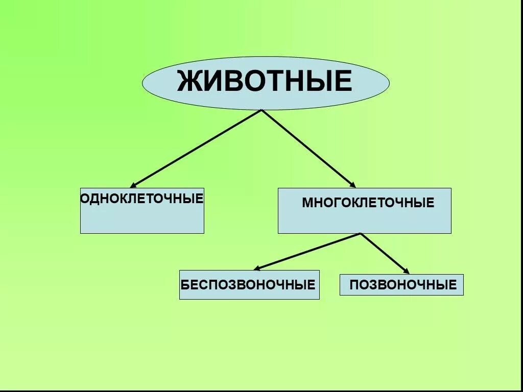 Мир животных 3 класс конспект. Одноклеточные многоклеточные беспозвоночные позвоночные животные. Разнообразие животных схема 3 класс. Одноклеточные животные 3 класс окружающий мир. Одноклеточные и многоклеточные животные 3 класс.