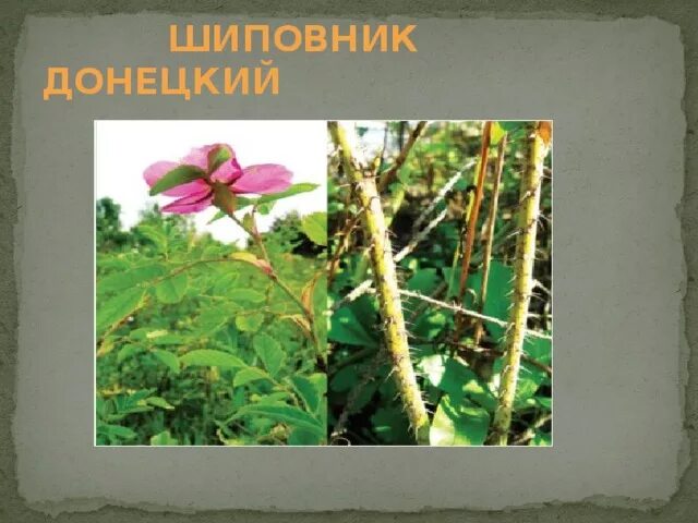 "Rosa Canina" Изображения: просматривайте стоковые фотографии, векторные изображ