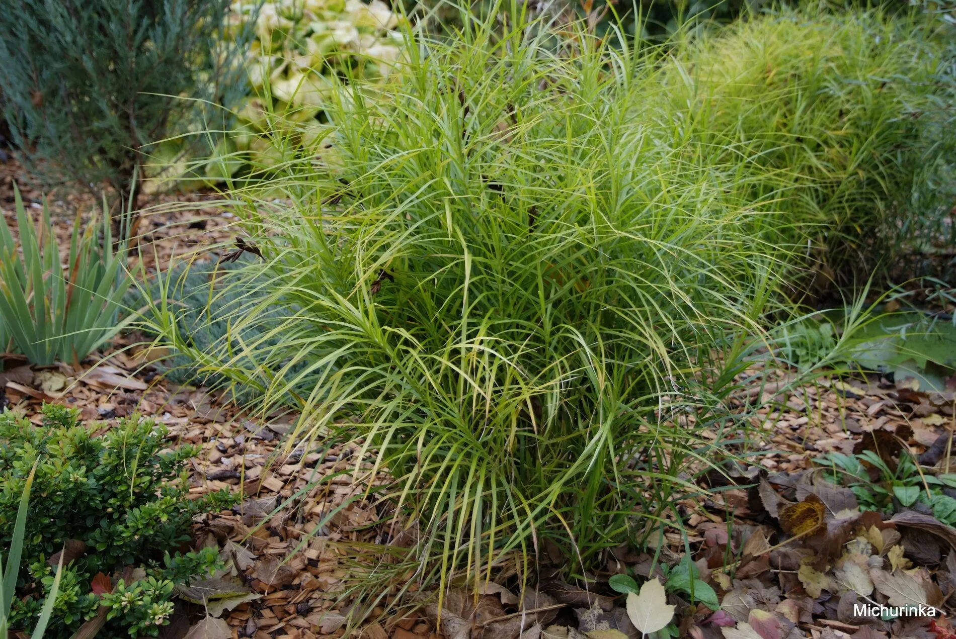 Осока посадка и уход. Осока пальмолистная carex muskingumensis. осока пальмолистная вариегата. осока мускингуменская. осока пальмолистная &quot;little midge&quot; (carex muskingumensis).
