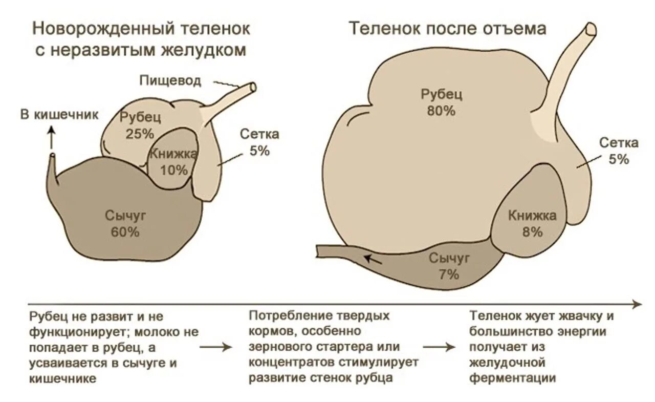 Слизистая рубца. Строение желудка новорождённого телёнка. Структура желудка коровы. Строение желудка крупного рогатого скота. Желудок крупного рогатого скота схема.