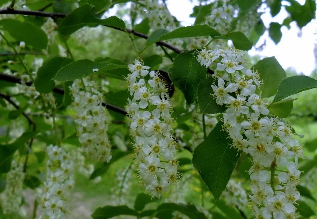 Черемуха Prunus Padus. Черемуха Маака куст. Черемуха Padus virginiana. Черемуха обыкновенная Колората. В каком месяце черемуха