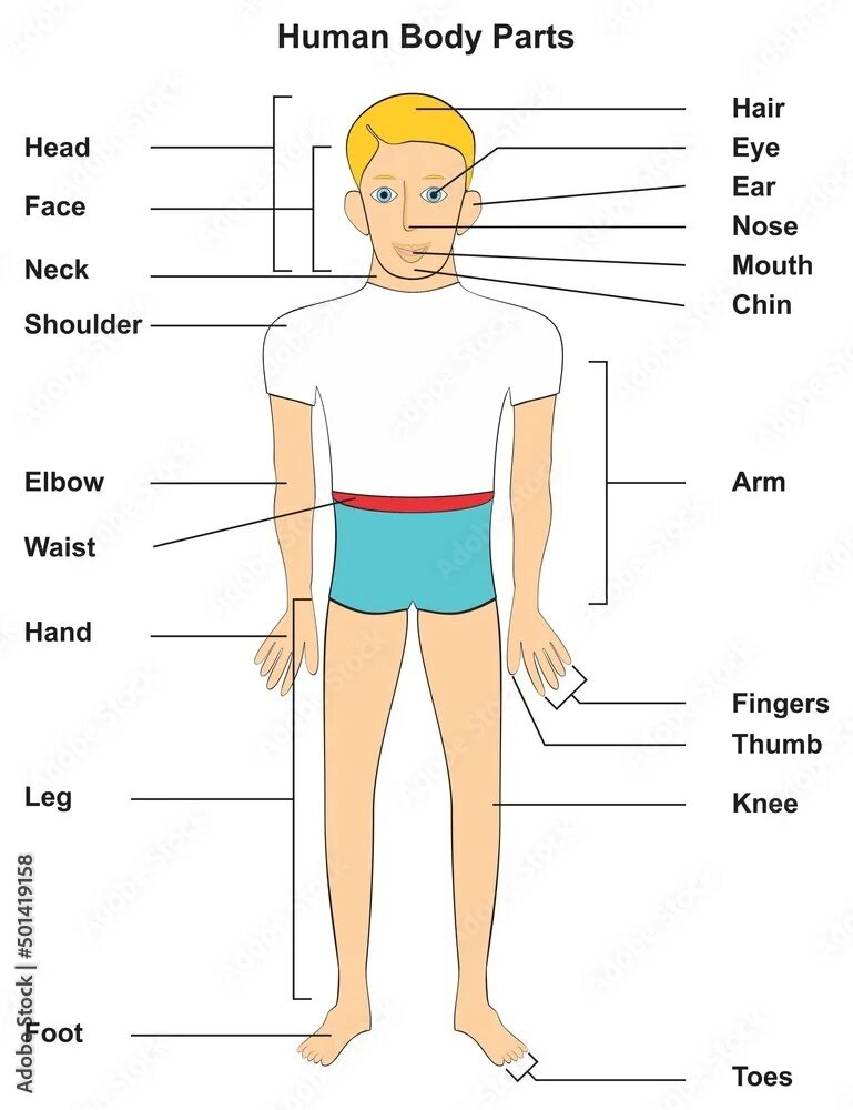 Выберите части тела человека. Внешнее строение тела человека схема. Название частей тела. Части тела человека анатомия. Название человеческих частей тела.