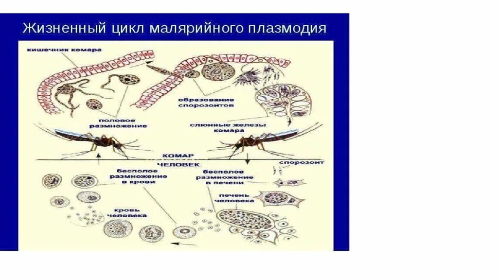 Можно ли считать человека окончательным хозяином малярийного