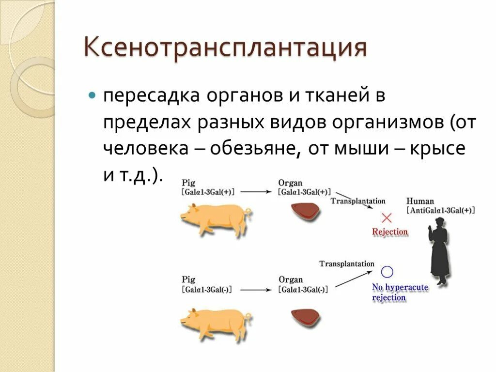 Пересадка животных