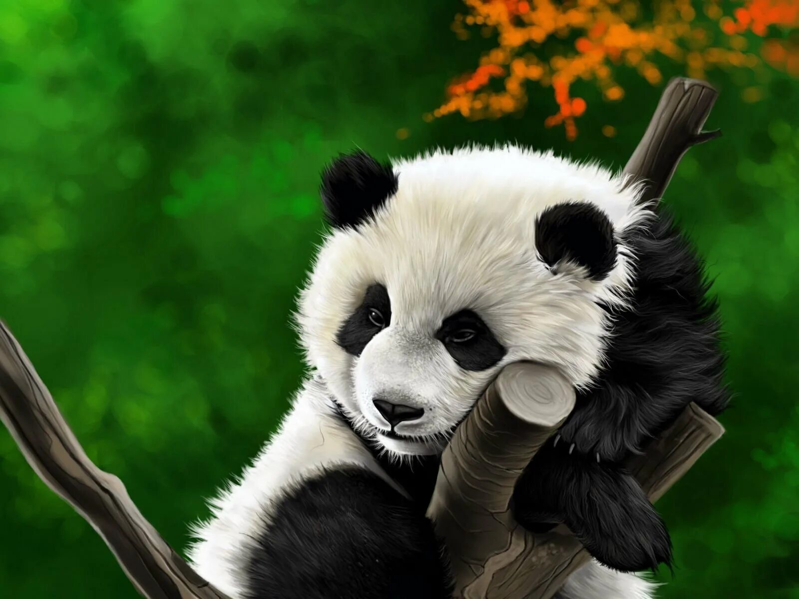 Телефоны pandas